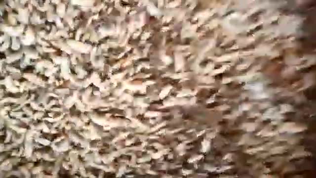 areafarmer black soldier fly video from area farmer starter pack 8