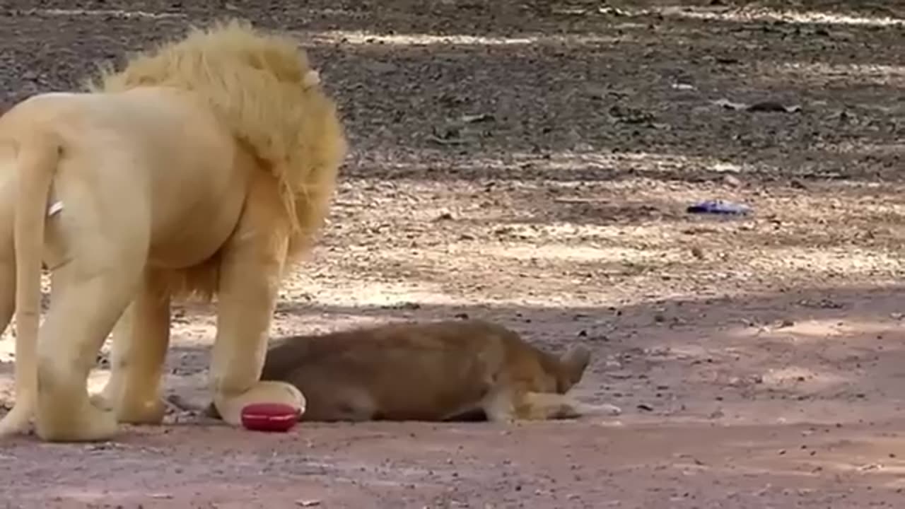 Troll prank dog and fake lion and tiger to dog