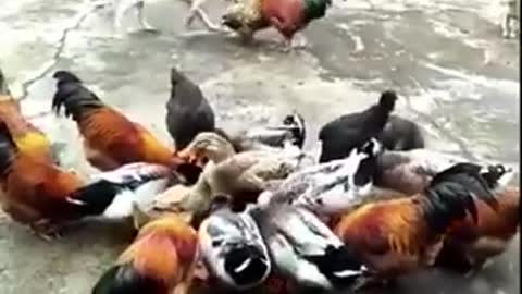 Chicken VS Dog Fight Funny Dog Fight Videos