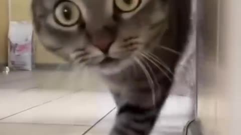 Cute Cat Dance