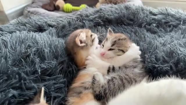 Cute Tiny Kittens are Playing