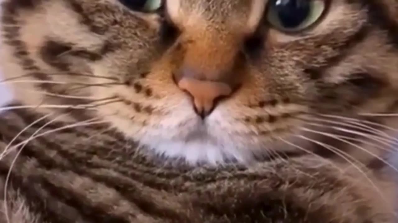 Funniest Cats Compilationš¹ #cats #shorts #viral #pets #reels