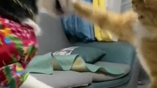 This cat knows Chinese kung fu