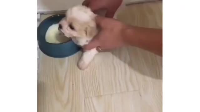 seeing his food he has no control over himself