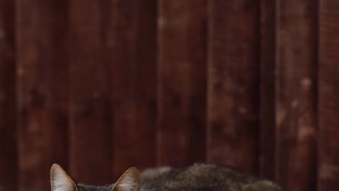 Tabby Cat on Wooden Surface While Closing Its Eyes