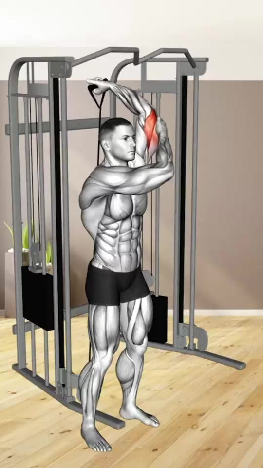 Arms Workout Exercises