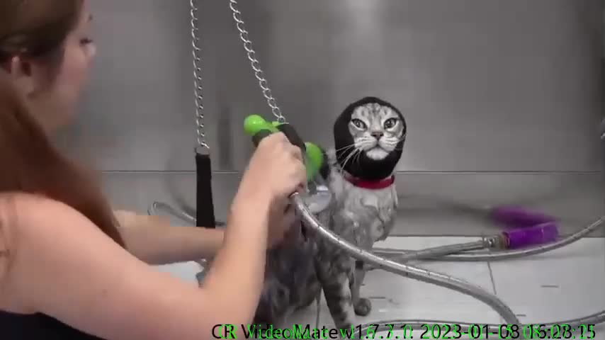 Angry cat wants to demolish his groomer