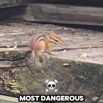 Most Dangerous Chippy In The World #shorts