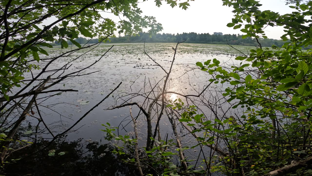 🌴 Welcome To Mud Lake 🌊 Trails Part 4 In Ottawa, Ontario, 🍁Canada 🦧