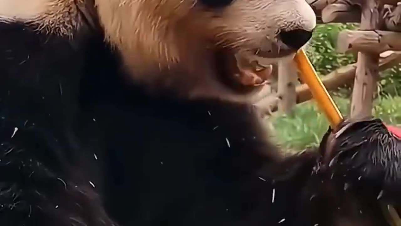 cute panda vdo.