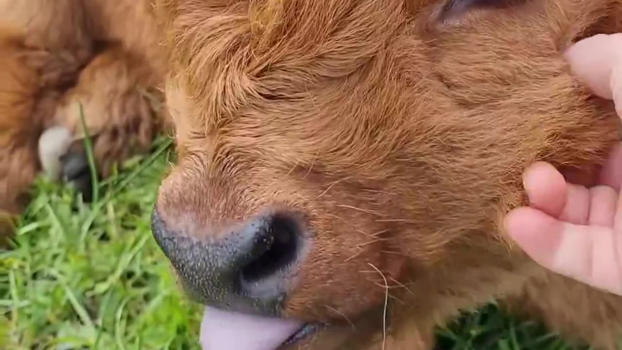 Little cow