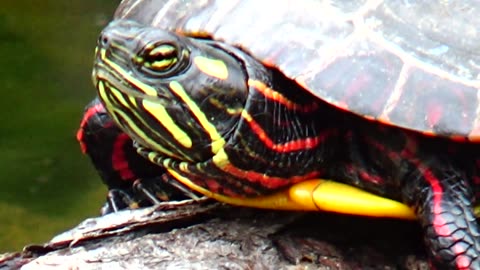 Painted Turtle