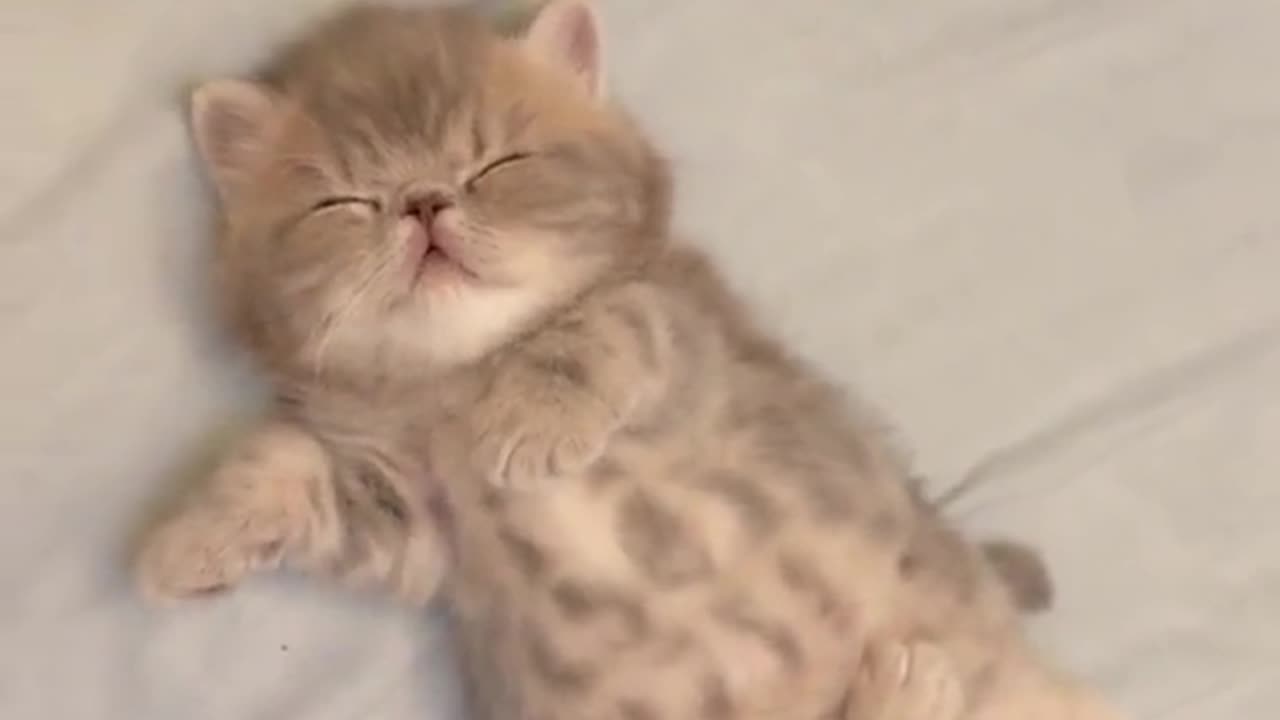 "Sweet Dreams and Soft Whiskers: Cute Kitten's Serene Sleep Time"