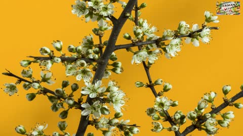 blackthorn petals white