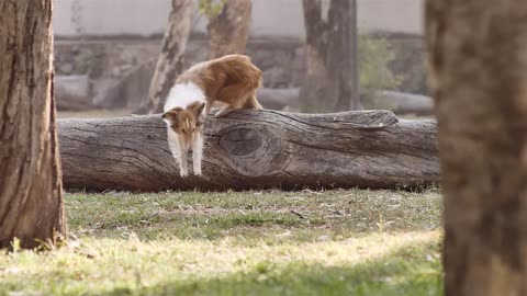 Cute dog videos