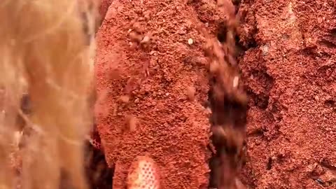 Beautiful Discovery