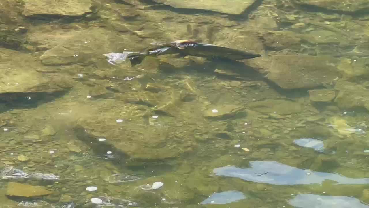 Spawning Salmon Humber River Toronto 2