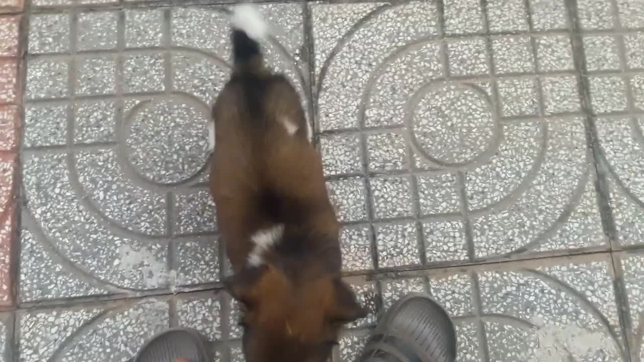 Funny and Cute Pet compilation