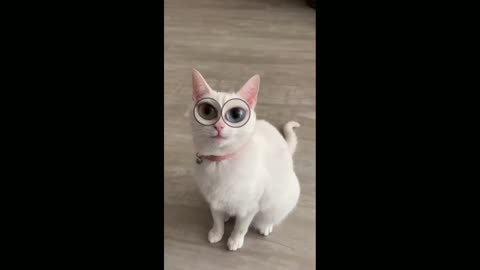 cats zuzi trending viral