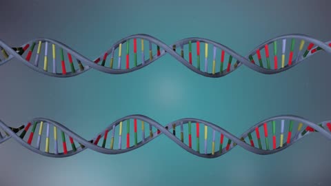 DNA replication 3D🧬🧬