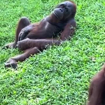 Gorilla masturbating funny trending video