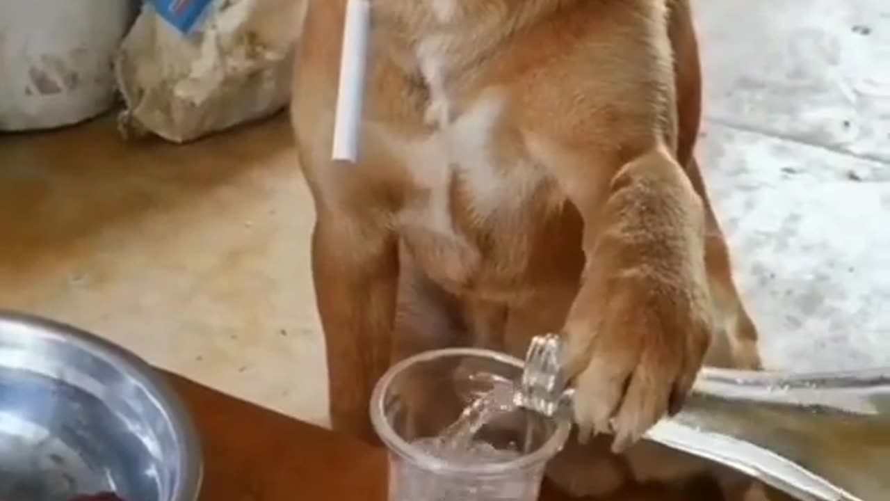 cute dogs