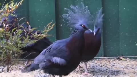 Victoria Crowned Pigeon 😍