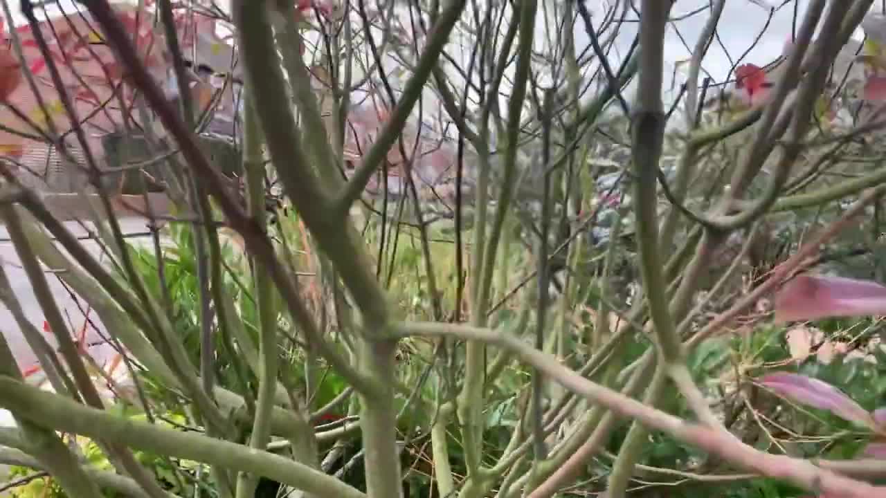 The Very Hungry Caterpillar