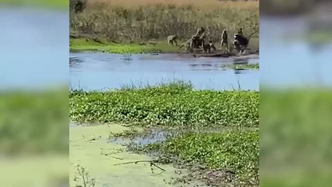 55 Times Animals Messed With The Wrong Opponent !