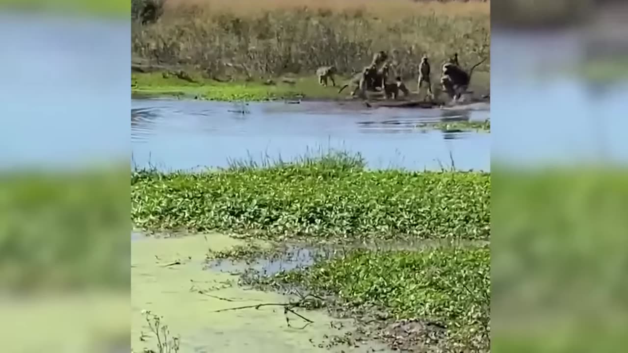 55 Times Animals Messed With The Wrong Opponent !