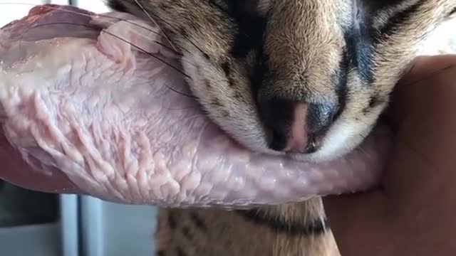 Me and Stryke have been working on this for years! We got this down 😛😜❤️😼😺🙈