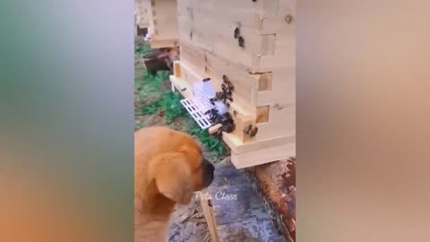 funny animals