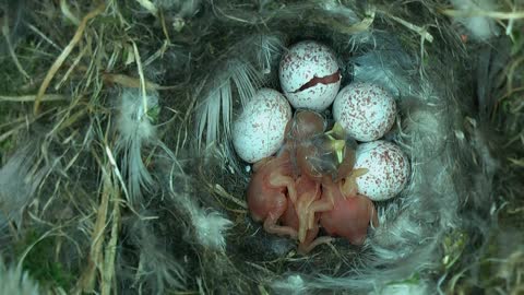 Tiny Woodland Bird Cyanistes Caeruleus Hatches out from an egg