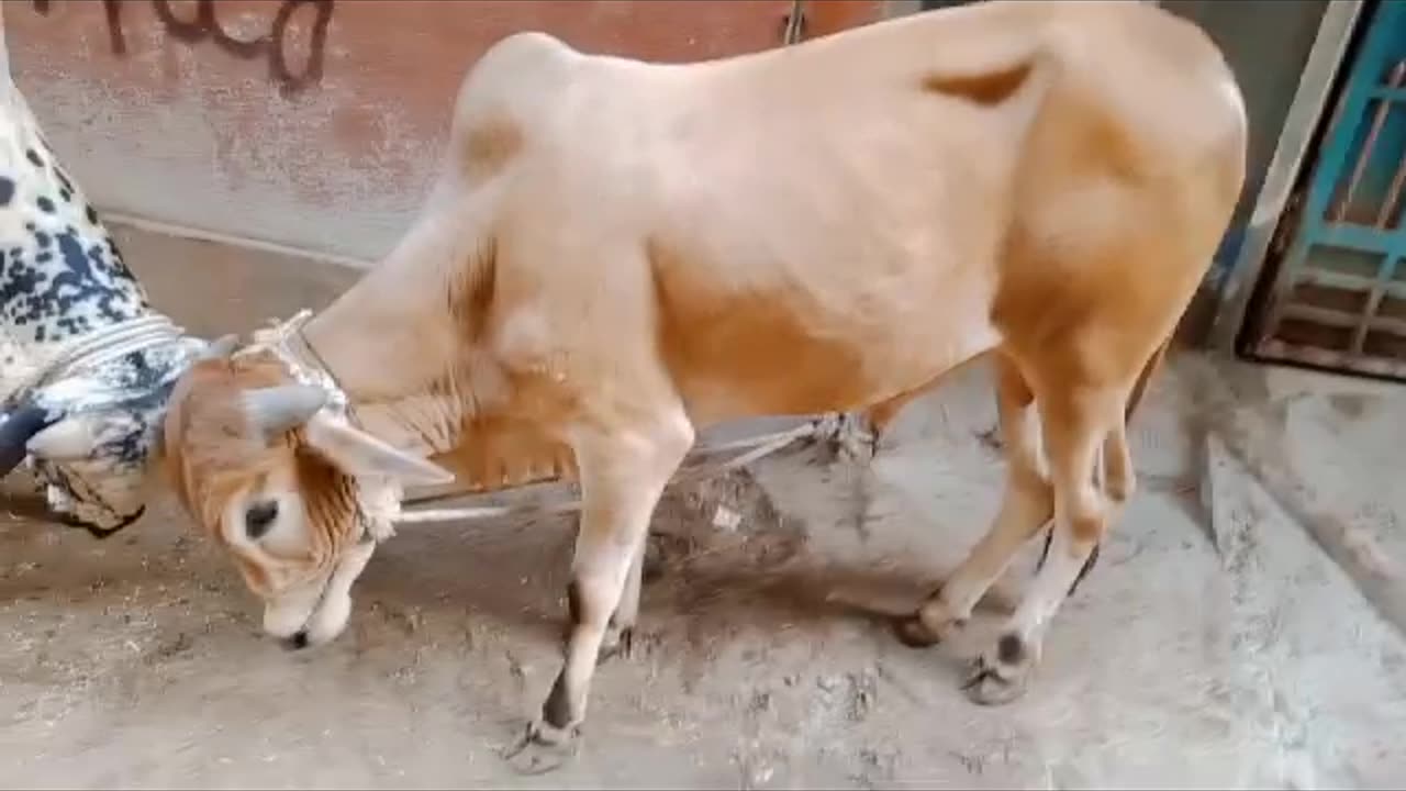 Angry cow