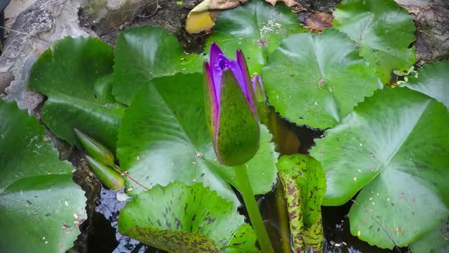 Lotus flower awakening