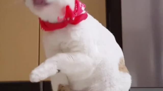 Cat cuit funny video moments