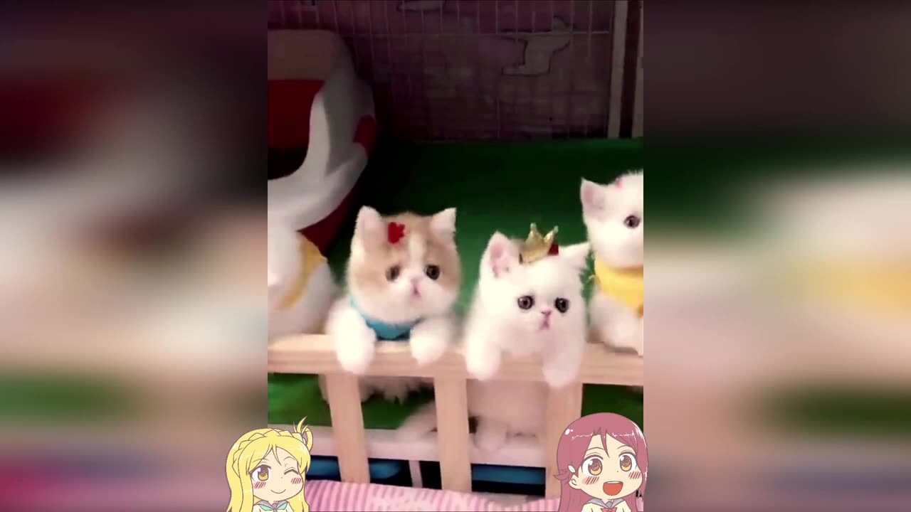 Cutest Beasts #4 - Funny animals compilation