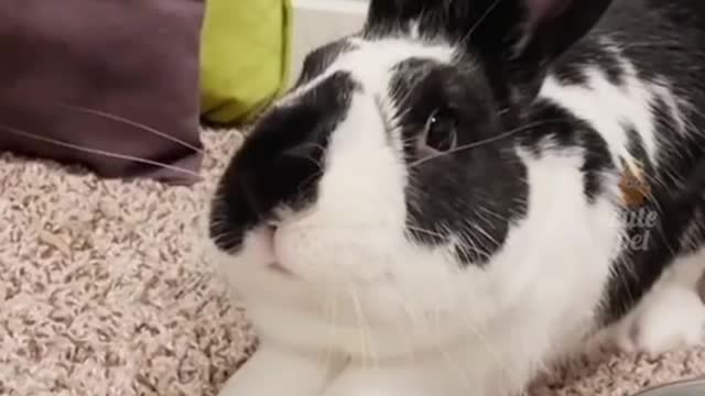Pet funny Rhythm2