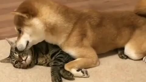 dog and cat