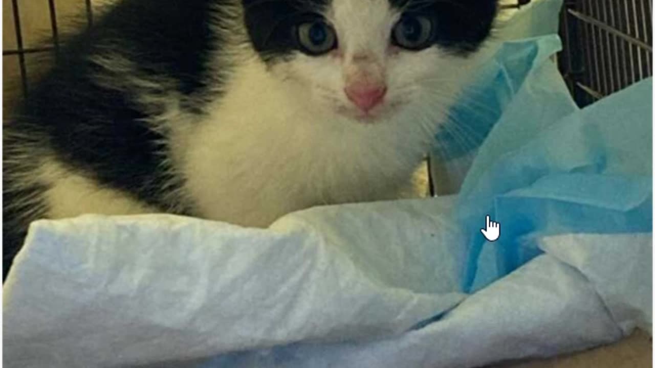 Little Kitty
