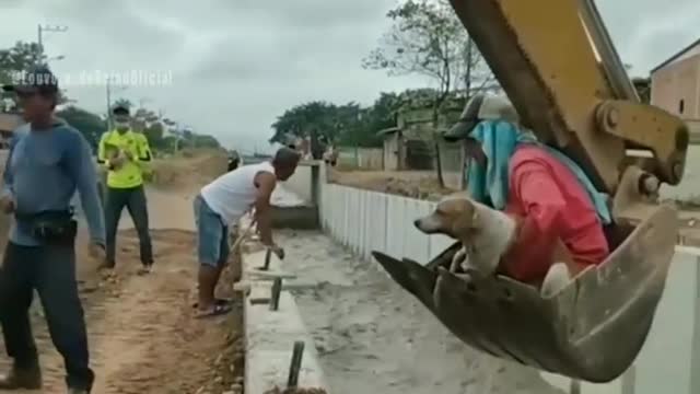 dog and saved by workers in flood check it out 😭😭