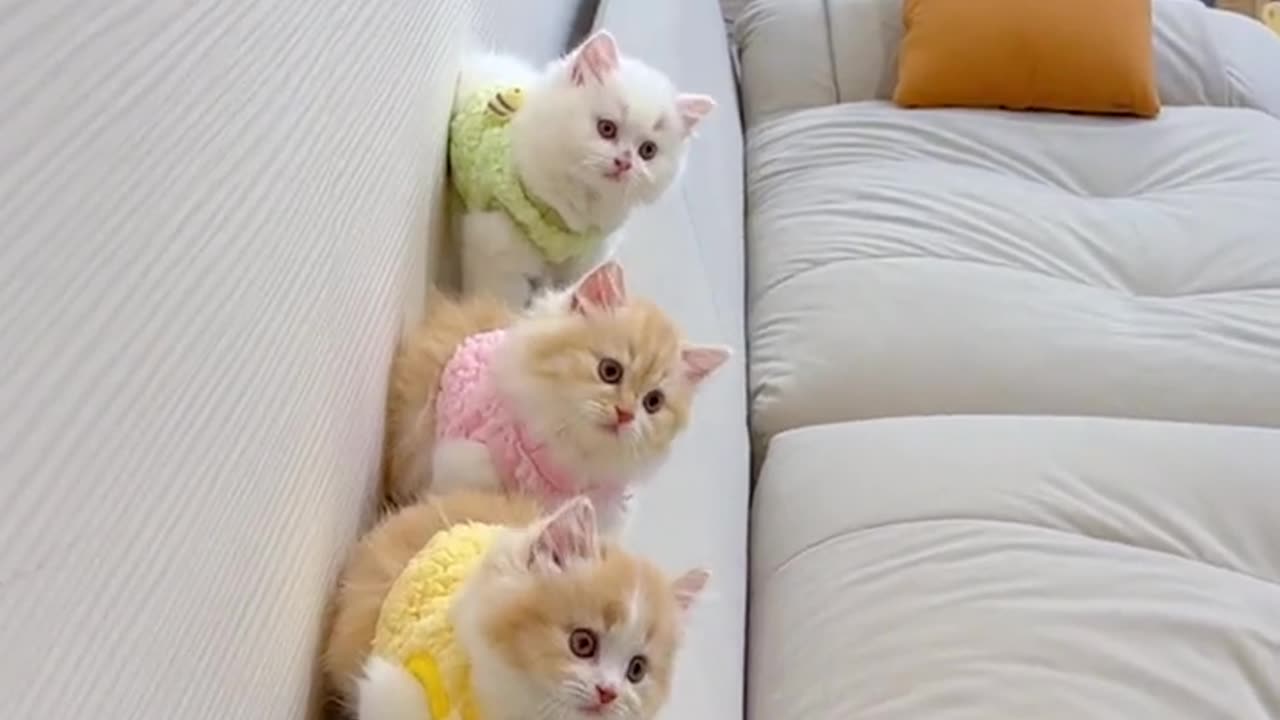 Cute cat😍😍😍