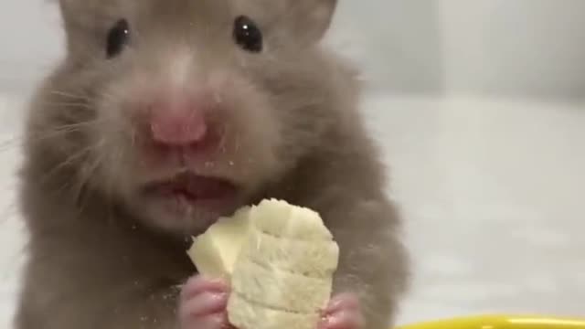 Chinchillas eat food