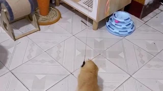 As long as there are enough cats