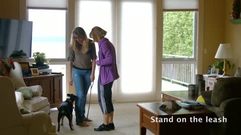 How To Stop a Dog From Jumping # Stand on Leash
