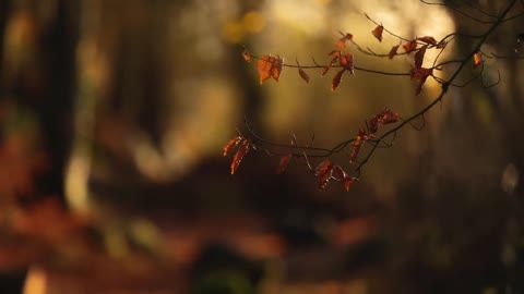 Ireland : a photographic reflection on the changing seasons