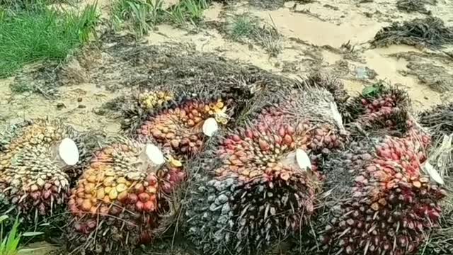 palm tree forest