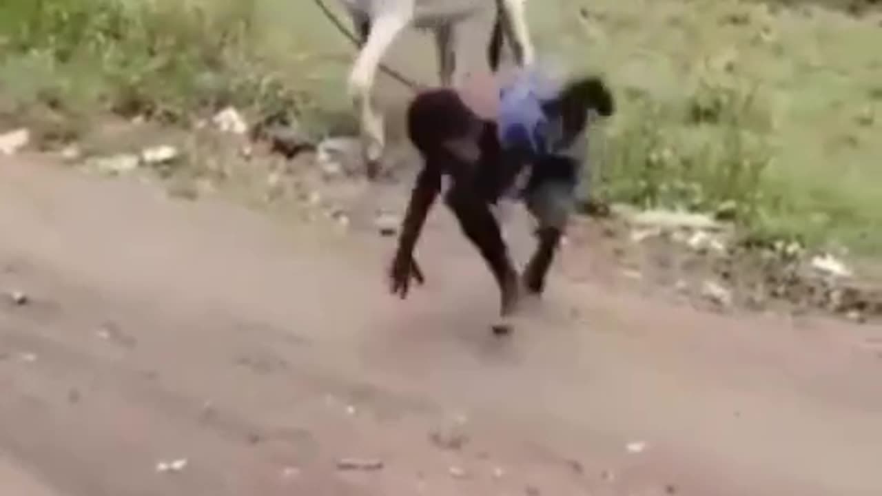 Donkey bites