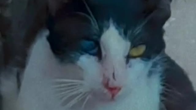 My cat has a strange disease