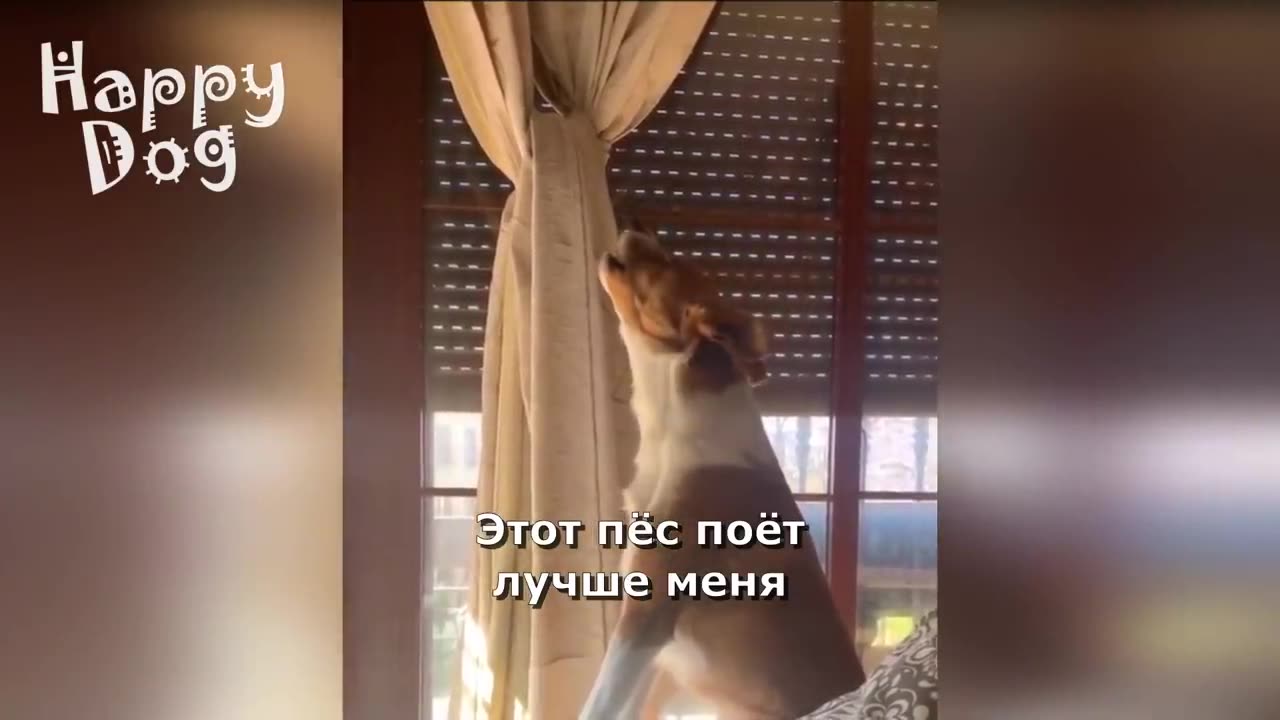 Cute cats and Dogs | Funny video #93